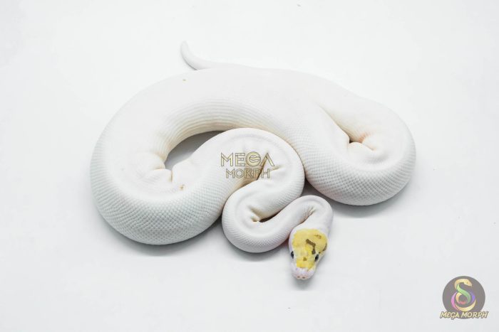 5759 0.1 BUBBLEBEE FIRE PIEBALD - Image 2