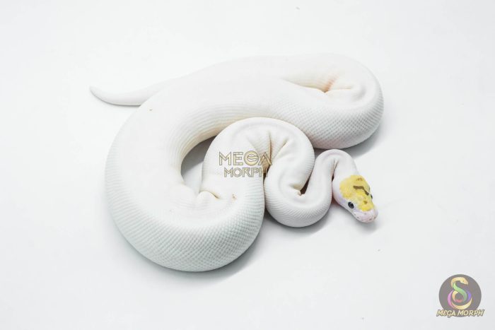 5759 0.1 BUBBLEBEE FIRE PIEBALD - Image 3