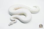 5765 0.1 IVORY PASTEL POSSIBLE GHI