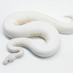 5765 0.1 IVORY PASTEL POSSIBLE GHI