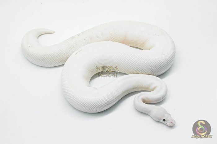 5765 0.1 IVORY PASTEL POSSIBLE GHI - Image 2