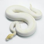 5766 0.1 BANANA SUPER ENCHI IVORY