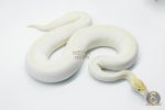 5766 0.1 BANANA SUPER ENCHI IVORY - Image 2