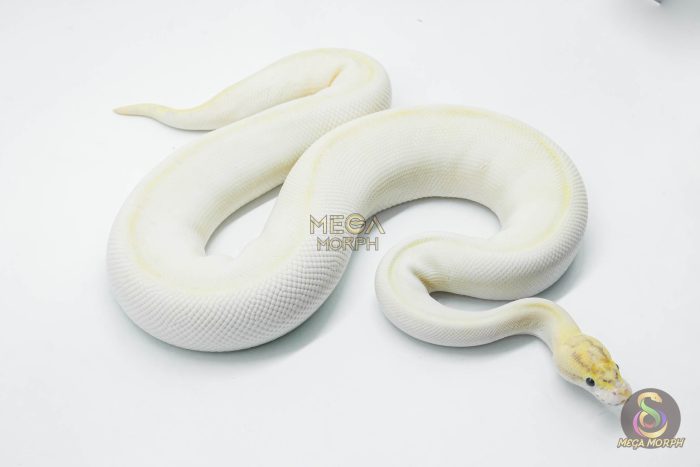 5766 0.1 BANANA SUPER ENCHI IVORY - Image 2
