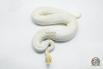 5766 0.1 BANANA SUPER ENCHI IVORY - Image 3