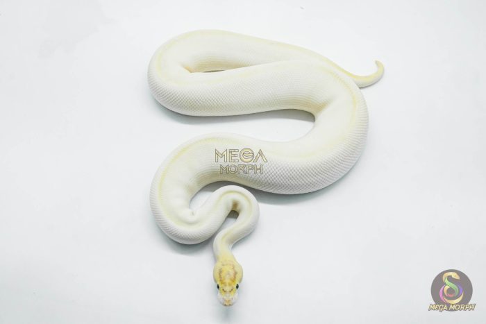 5766 0.1 BANANA SUPER ENCHI IVORY - Image 3