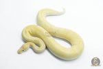 5771 1.0 BANANA CHAMPAGNE CINNAMON HET CLOWN POSSIBLE ENCHI