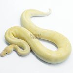 5771 1.0 BANANA CHAMPAGNE CINNAMON HET CLOWN POSSIBLE ENCHI