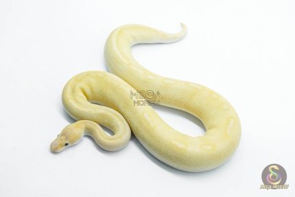 5771 1.0 BANANA CHAMPAGNE CINNAMON HET CLOWN POSSIBLE ENCHI
