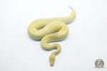 5771 1.0 BANANA CHAMPAGNE CINNAMON HET CLOWN POSSIBLE ENCHI - Image 2