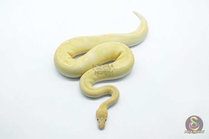 5771 1.0 BANANA CHAMPAGNE CINNAMON HET CLOWN POSSIBLE ENCHI - Image 2