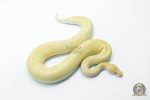 5771 1.0 BANANA CHAMPAGNE CINNAMON HET CLOWN POSSIBLE ENCHI - Image 3