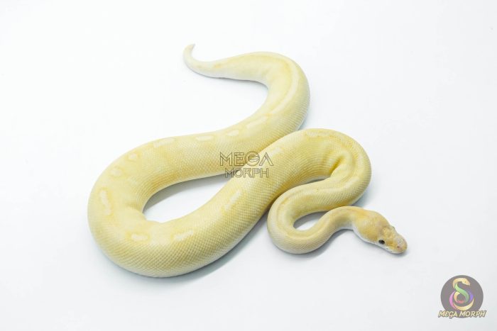 5771 1.0 BANANA CHAMPAGNE CINNAMON HET CLOWN POSSIBLE ENCHI - Image 3