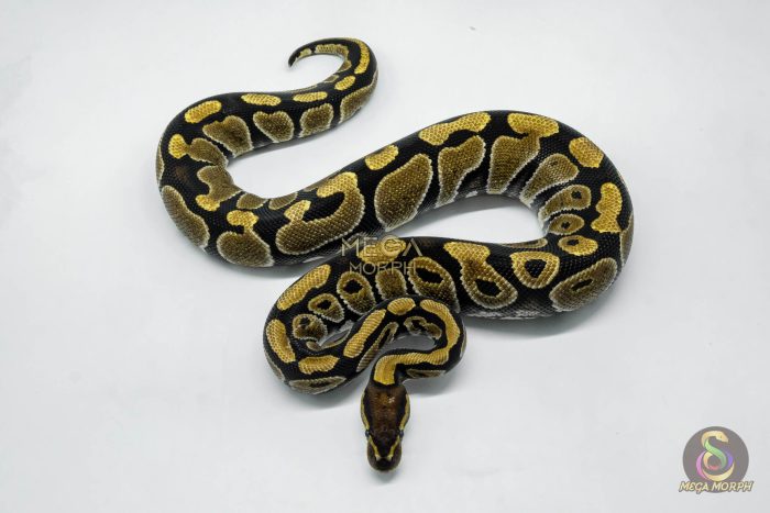 5773 0.1 HET CLOWN - Image 2