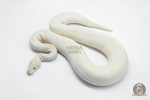 5774 1.0 ORANGE DREAM IVORY HET CLOWN POSSIBLE HURRICANE