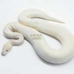 5774 1.0 ORANGE DREAM IVORY HET CLOWN POSSIBLE HURRICANE