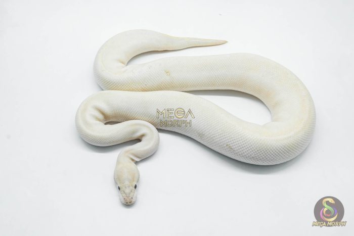 5774 1.0 ORANGE DREAM IVORY HET CLOWN POSSIBLE HURRICANE - Image 2