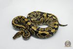 5776 0.1 YELLOW BELLY HET CLOWN