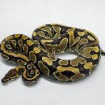 5776 0.1 YELLOW BELLY HET CLOWN