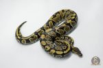 5776 0.1 YELLOW BELLY HET CLOWN - Image 2