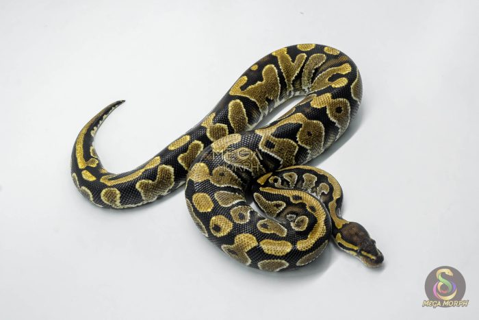 5776 0.1 YELLOW BELLY HET CLOWN - Image 2