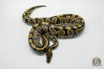 5776 0.1 YELLOW BELLY HET CLOWN - Image 3