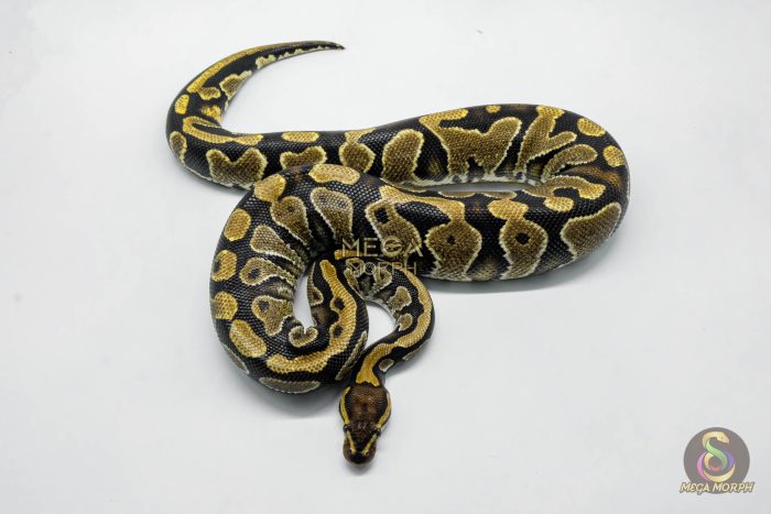 5776 0.1 YELLOW BELLY HET CLOWN - Image 3