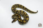5779 0.1 LEOPARD ENCHI