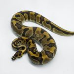 5779 0.1 LEOPARD ENCHI