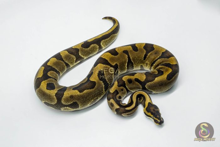 5779 0.1 LEOPARD ENCHI - Image 3