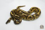 5781 1.0 BLACK PASTEL LEOPARD YELLOW BELLY OR ASPHALT OR GRAVEL