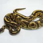 5781 1.0 BLACK PASTEL LEOPARD YELLOW BELLY OR ASPHALT OR GRAVEL