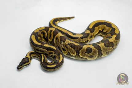 5781 1.0 BLACK PASTEL LEOPARD YELLOW BELLY OR ASPHALT OR GRAVEL