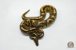 5781 1.0 BLACK PASTEL LEOPARD YELLOW BELLY OR ASPHALT OR GRAVEL - Image 2