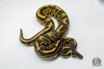 5781 1.0 BLACK PASTEL LEOPARD YELLOW BELLY OR ASPHALT OR GRAVEL - Image 3