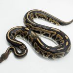 5783 0.1 MAHOGANY CINNAMON LEOPARD HET CLOWN (POSS FIRE)