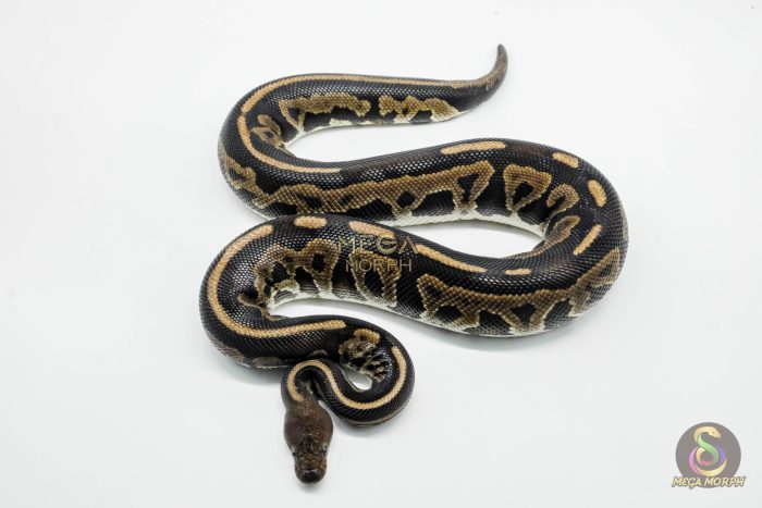 5783 0.1 MAHOGANY CINNAMON LEOPARD HET CLOWN (POSS FIRE) - Image 2