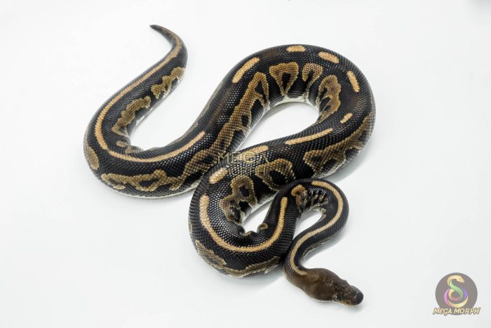 5783 0.1 MAHOGANY CINNAMON LEOPARD HET CLOWN (POSS FIRE) - Image 3