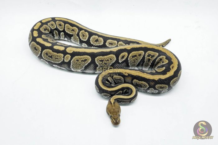 5784 0.1 MAHOGANY FIRE HET CLOWN - Image 2