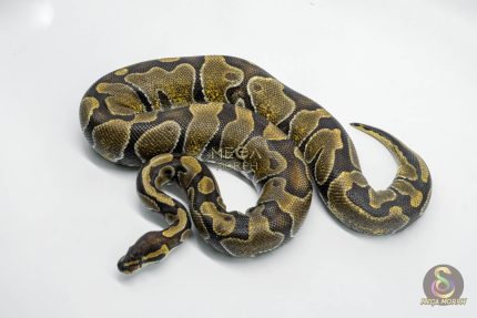 5786 0.1 ENCHI POSS YELLOW BELLY