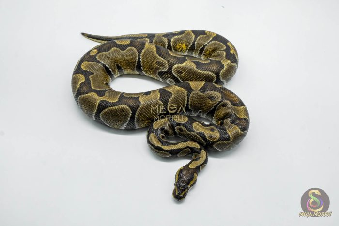 5786 0.1 ENCHI POSS YELLOW BELLY - Image 2