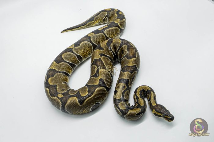 5786 0.1 ENCHI POSS YELLOW BELLY - Image 3