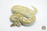 5787 1.0 MOJAVE ENCHI YELLOW BELLY