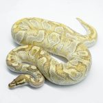 5787 1.0 MOJAVE ENCHI YELLOW BELLY