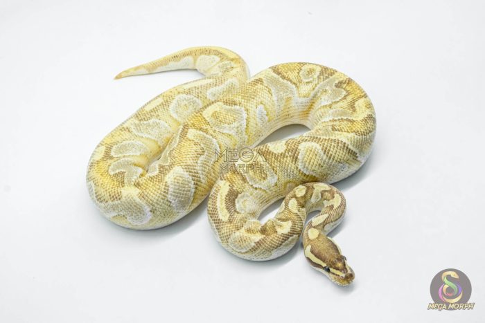 5787 1.0 MOJAVE ENCHI YELLOW BELLY - Image 3