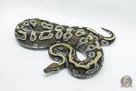 5790 0.1 MOJAVE YELLOW BELLY