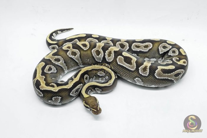 5790 0.1 MOJAVE YELLOW BELLY - Image 2