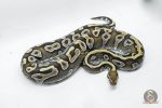 5790 0.1 MOJAVE YELLOW BELLY - Image 3