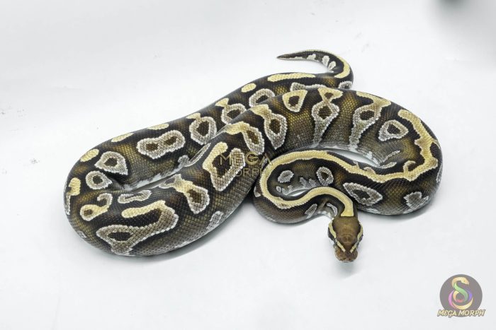 5790 0.1 MOJAVE YELLOW BELLY - Image 3