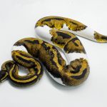 5793 1.0 PIEBALD POSS MAHOGANY